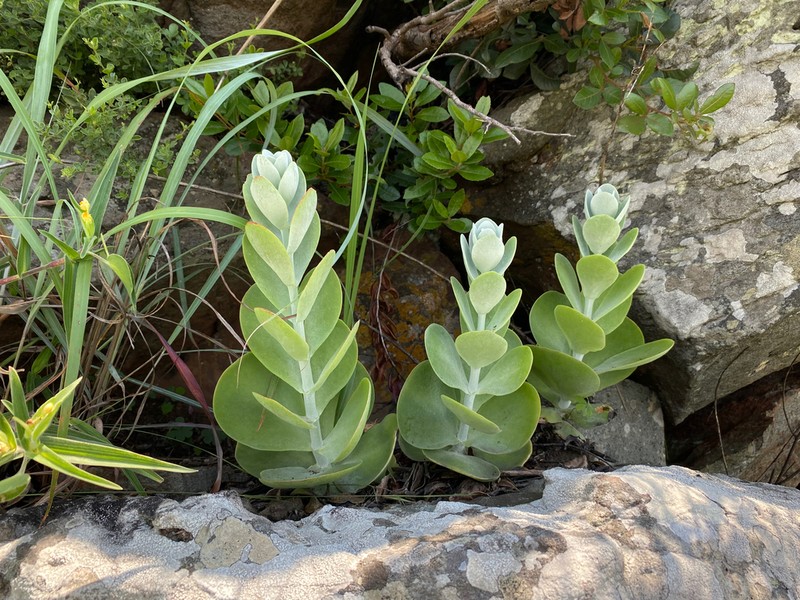 Kalanchoe deliae photo 6