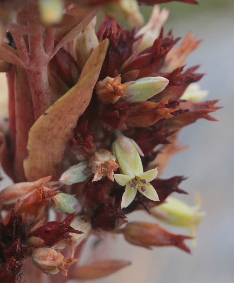 Kalanchoe deliae photo 8