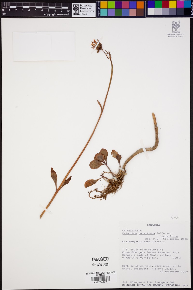 Kalanchoe densiflora var. densiflora