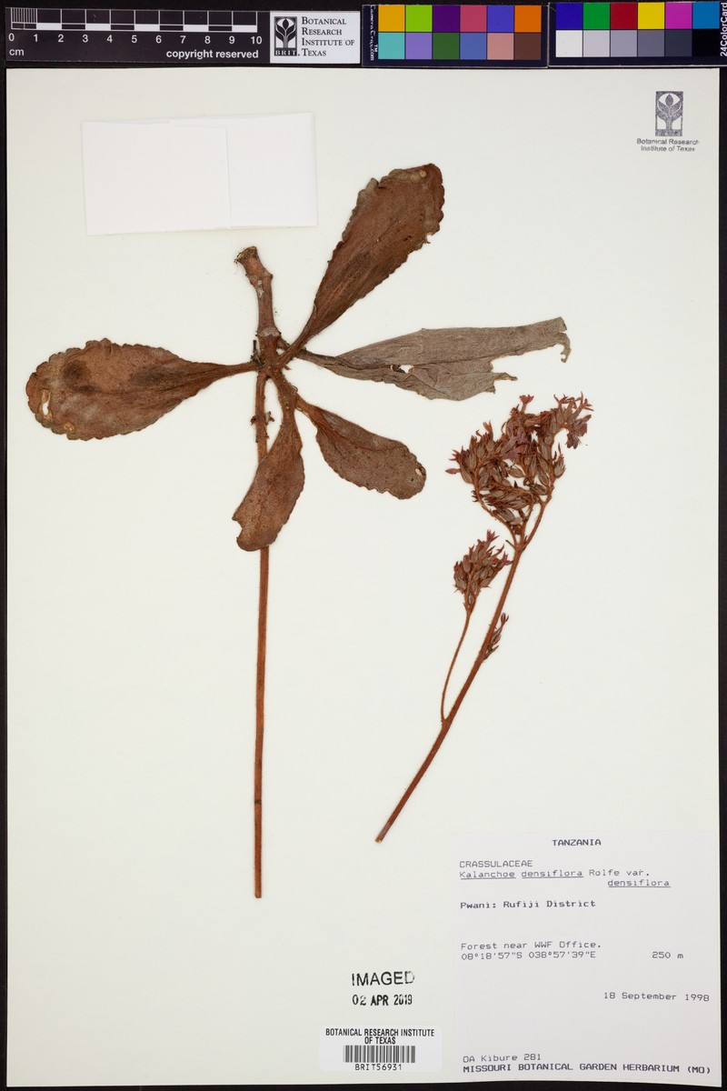 Kalanchoe densiflora var. densiflora photo 2
