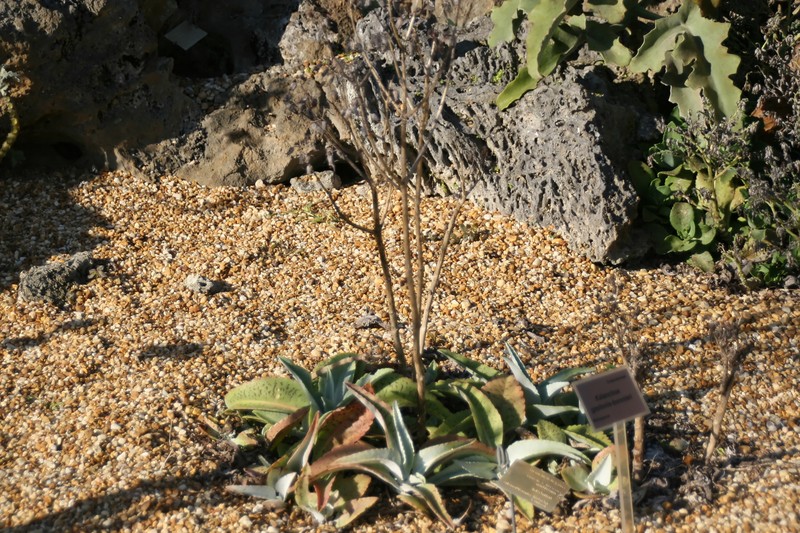 Palm Beachbells photo 3