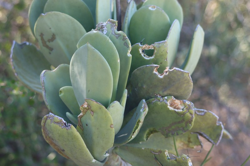 Kalanchoe grandidieri var. grandidieri