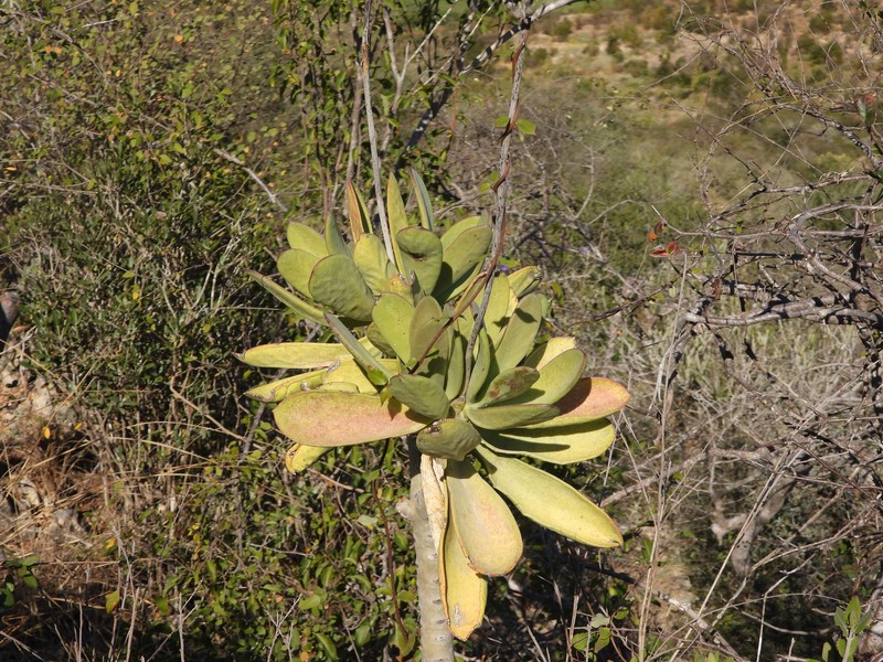 Kalanchoe grandidieri var. grandidieri photo 2