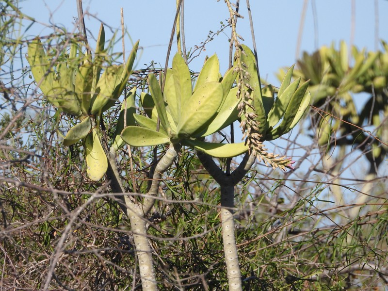 Kalanchoe grandidieri var. grandidieri photo 3