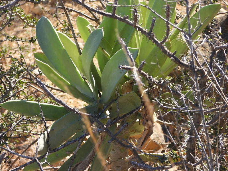 Kalanchoe grandidieri var. grandidieri photo 4