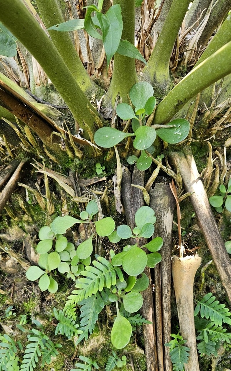 Kalanchoe klopperae