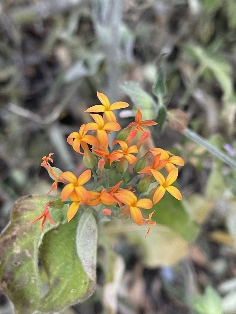 Kalanchoe klopperae photo 2