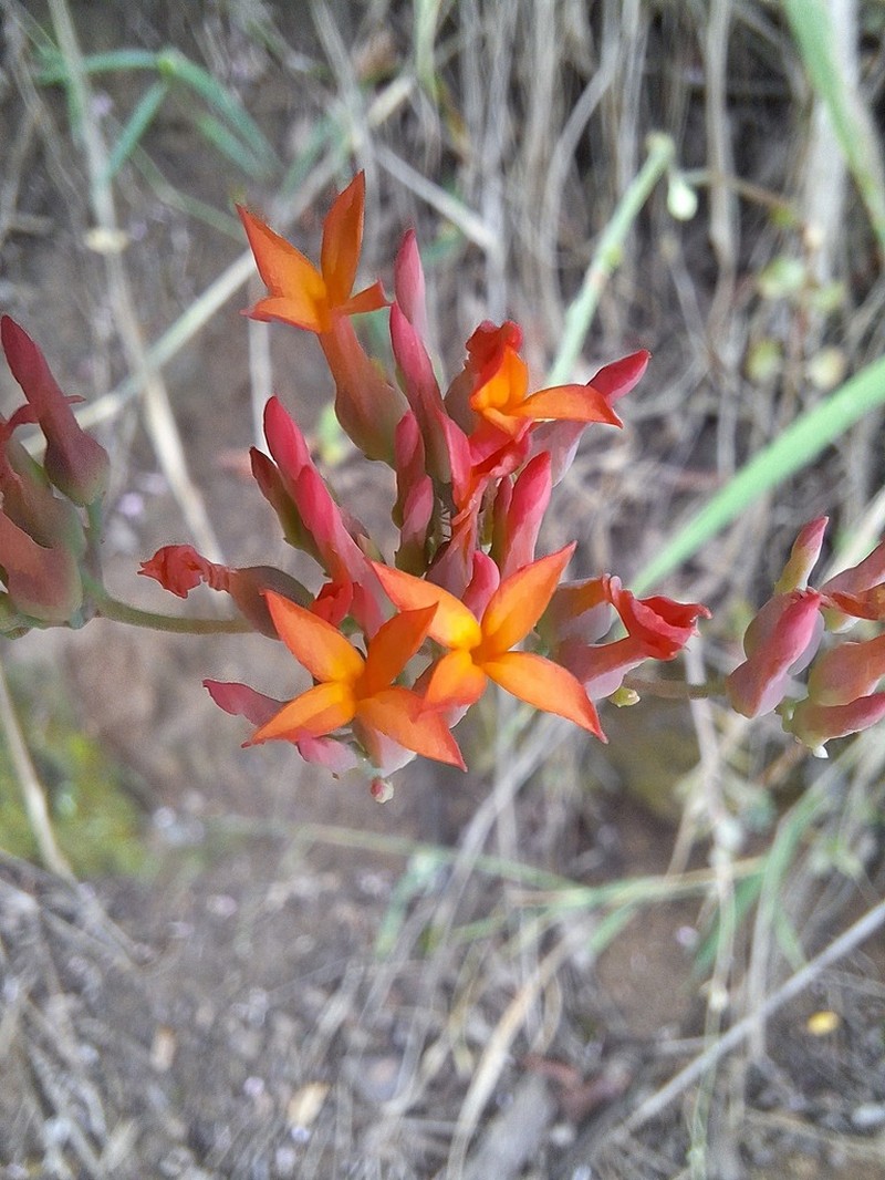 Kalanchoe klopperae photo 3