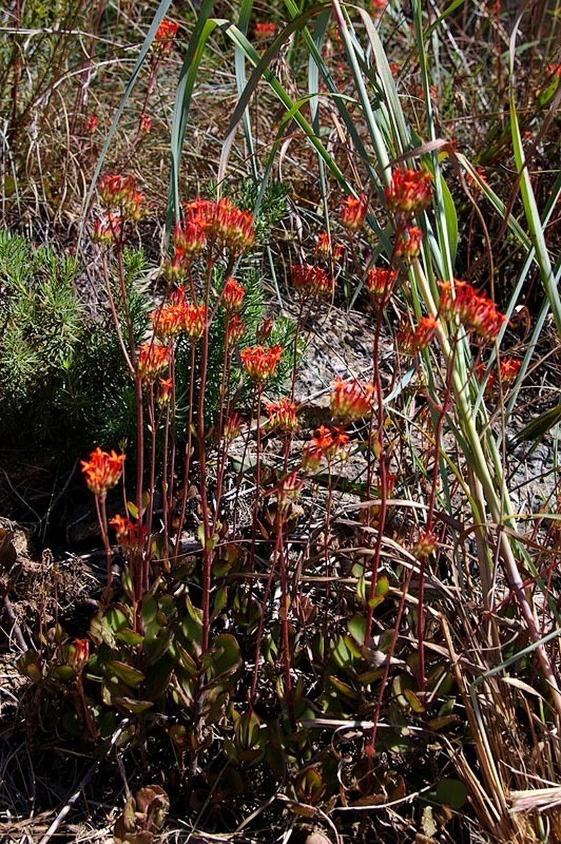 Kalanchoe klopperae photo 4
