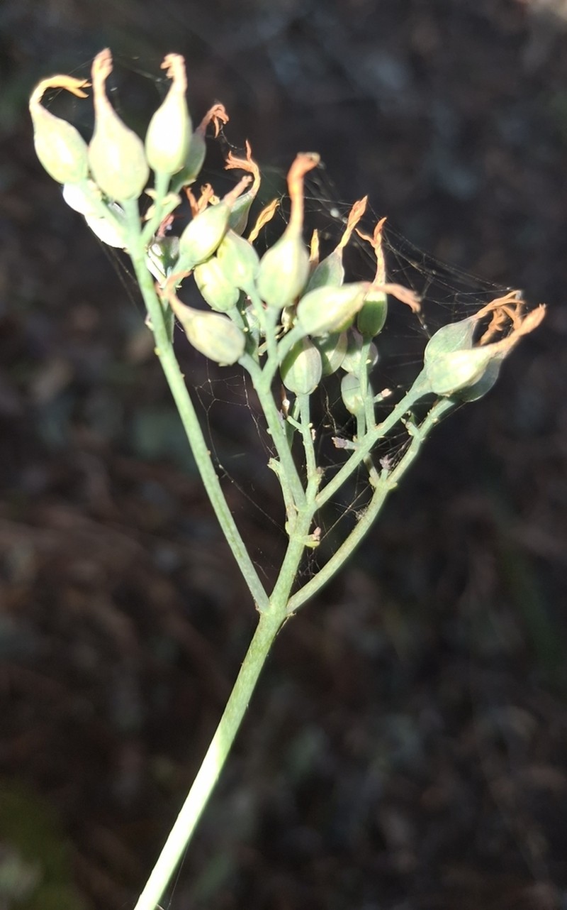 Kalanchoe klopperae photo 5