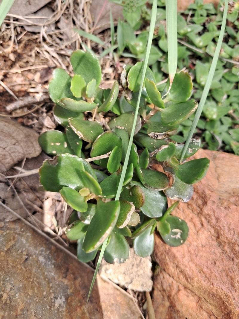 Kalanchoe klopperae photo 6