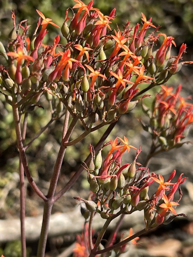 Kalanchoe klopperae photo 8