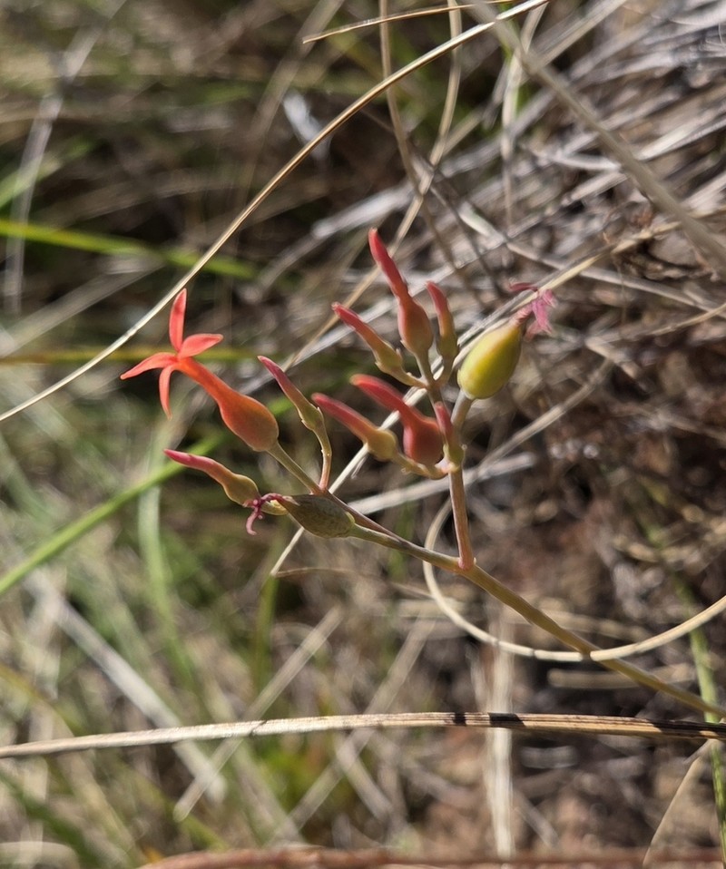 Kalanchoe krigeae