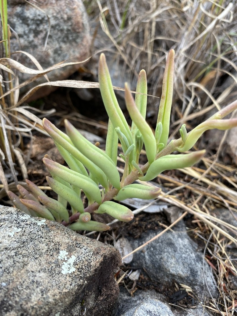 Kalanchoe krigeae photo 3