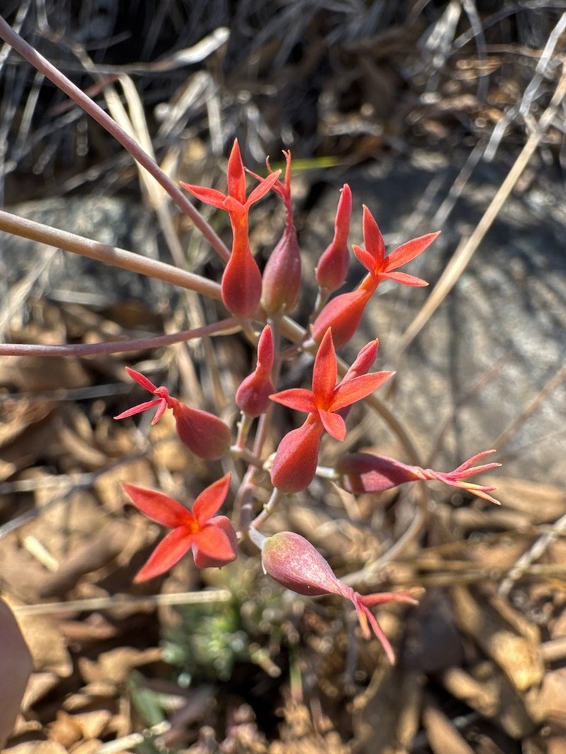 Kalanchoe krigeae photo 4