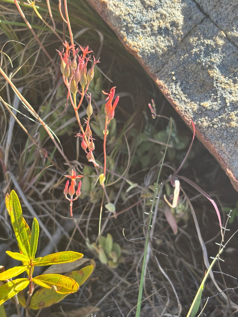 Kalanchoe krigeae photo 5