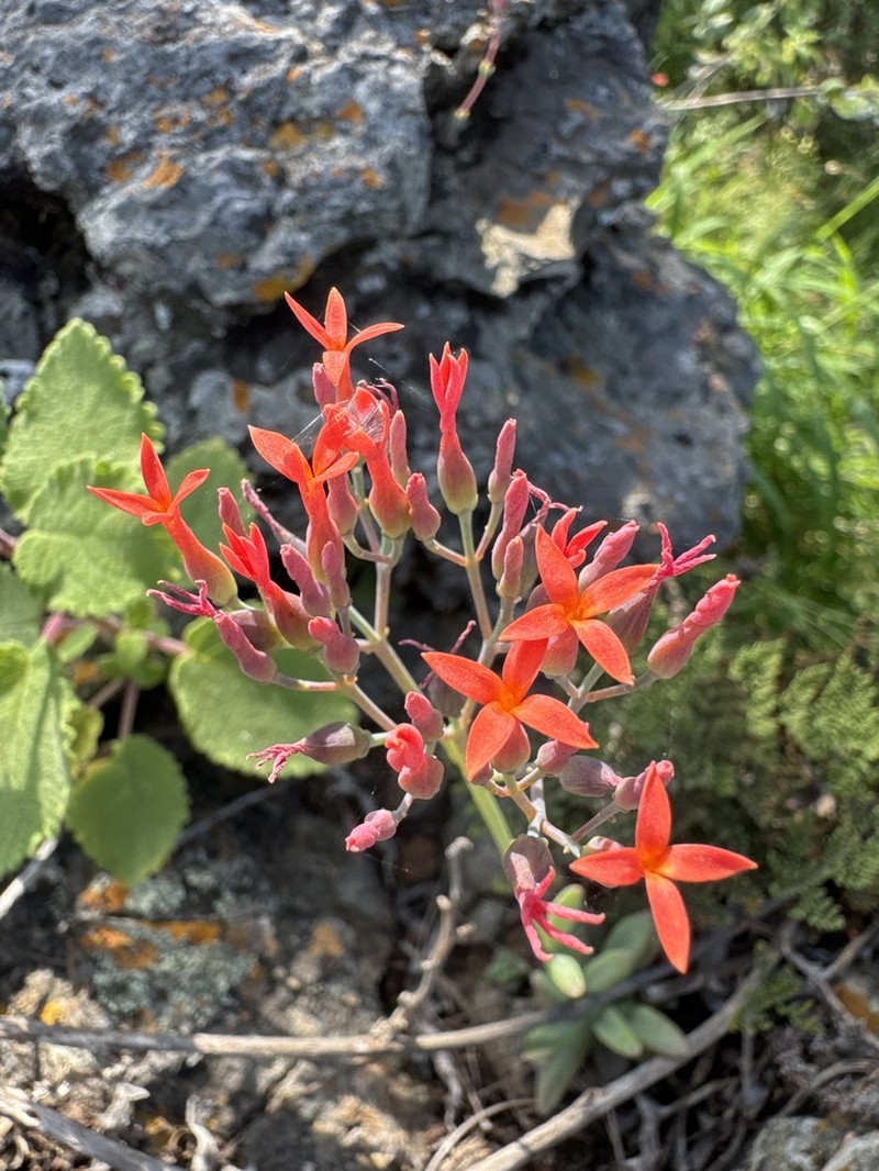 Kalanchoe krigeae photo 6