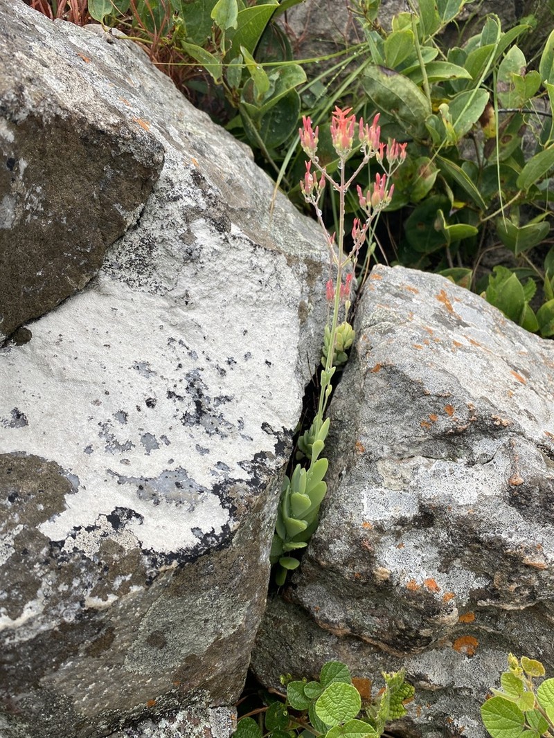 Kalanchoe krigeae photo 7