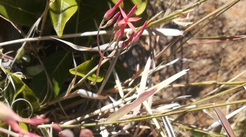 Kalanchoe krigeae photo 8