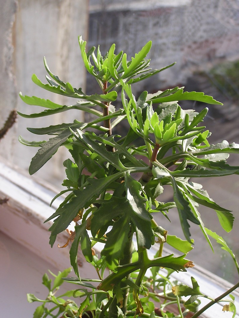 Christmastree Plant photo 5