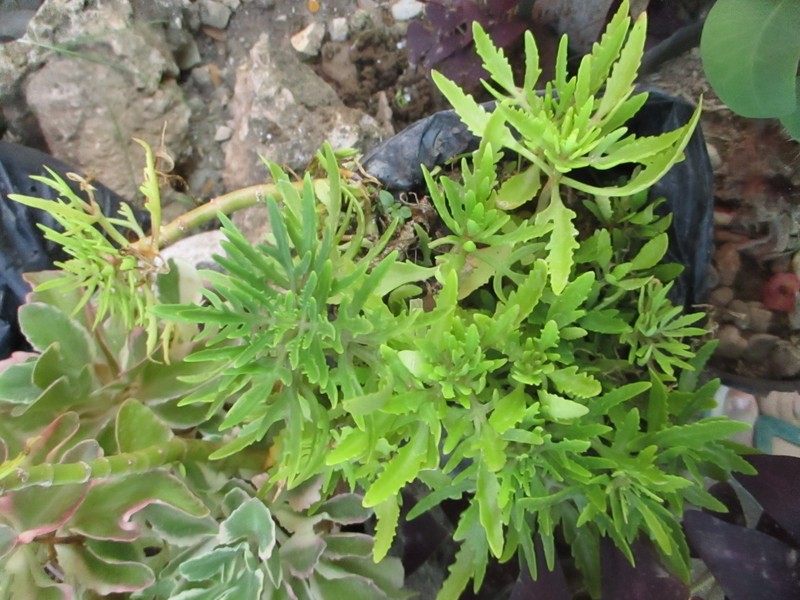 Christmastree Plant photo 2