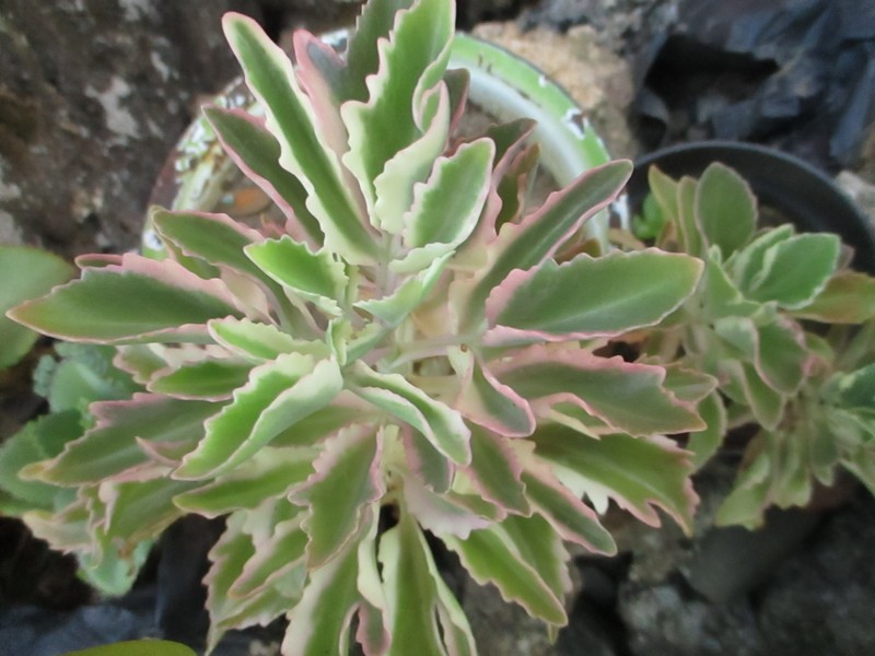 Christmastree Plant photo 3