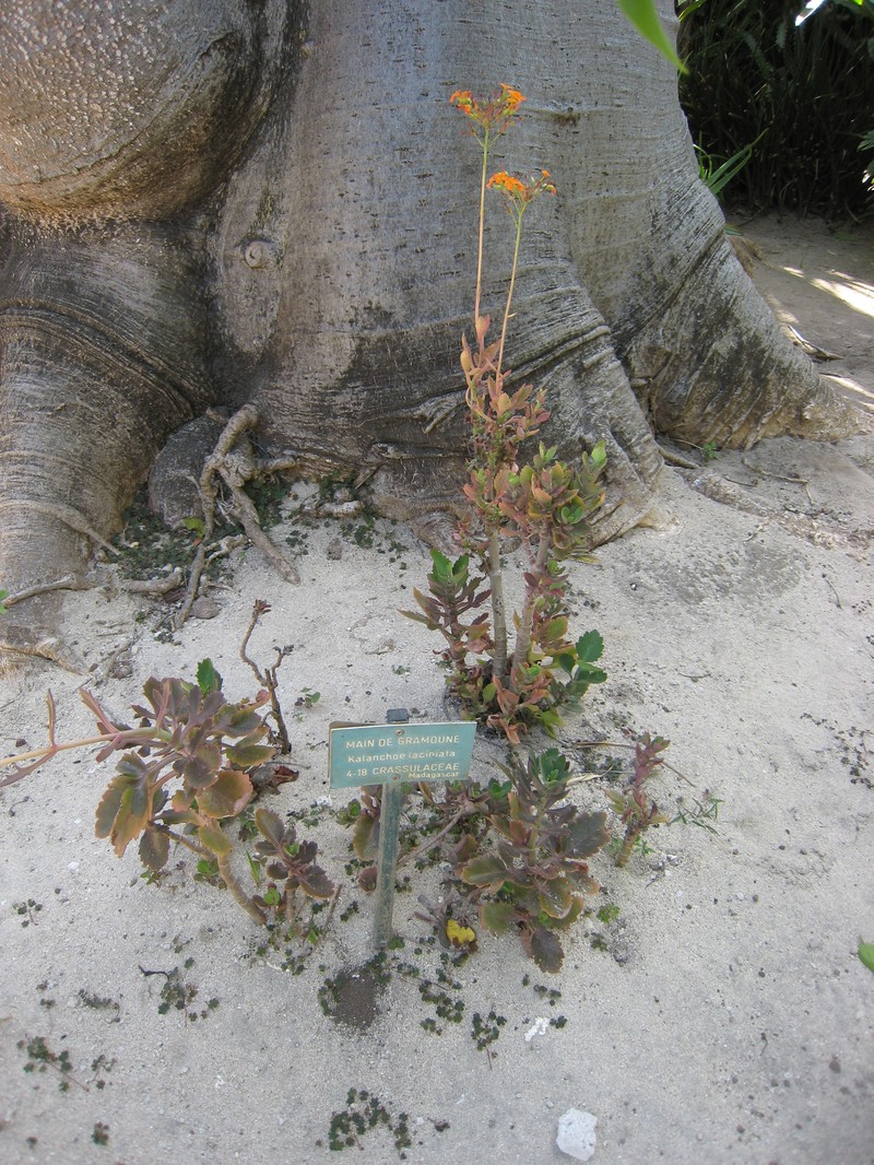Christmastree Plant photo 4