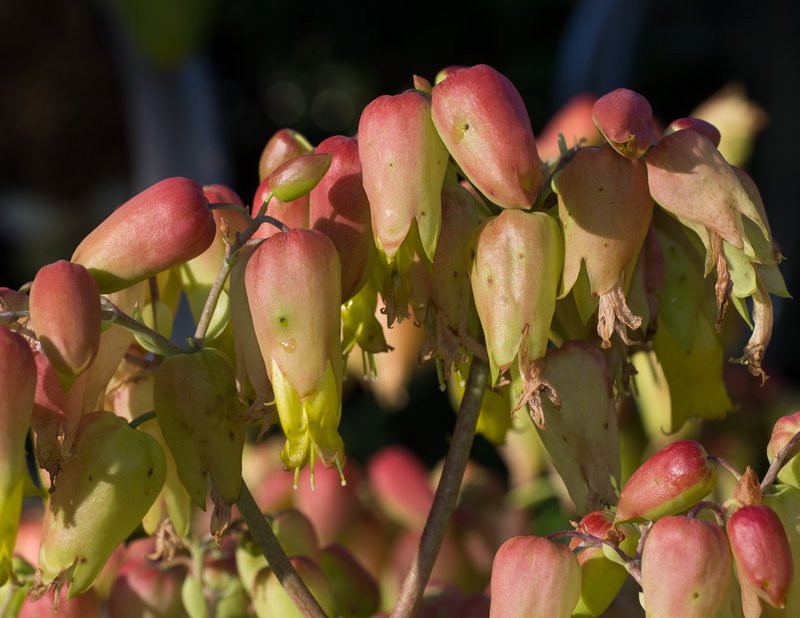 Kalanchoe laiflora