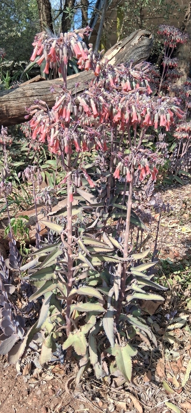 Kalanchoe perrieri photo 2