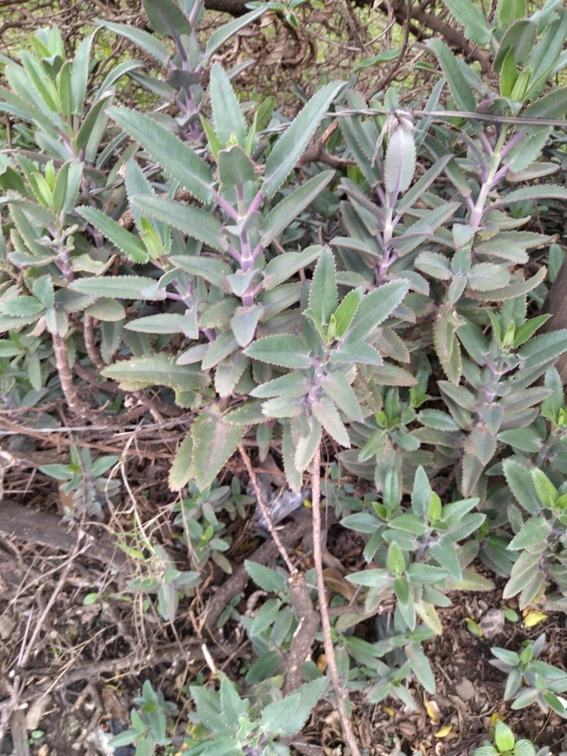 Kalanchoe perrieri photo 3