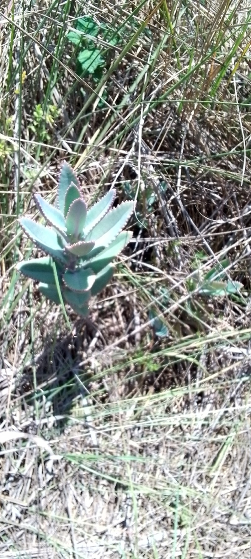 Kalanchoe perrieri photo 4