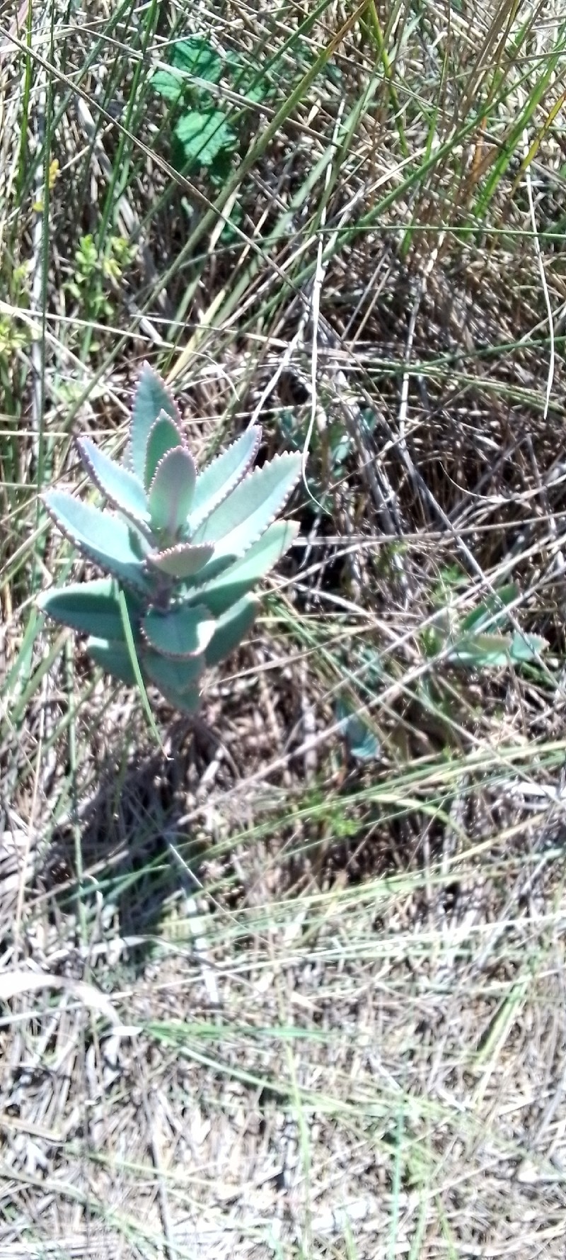 Kalanchoe perrieri photo 5