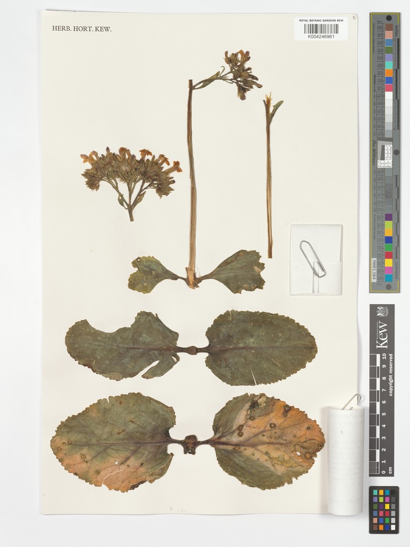 Kalanchoe petitiana var. petitiana