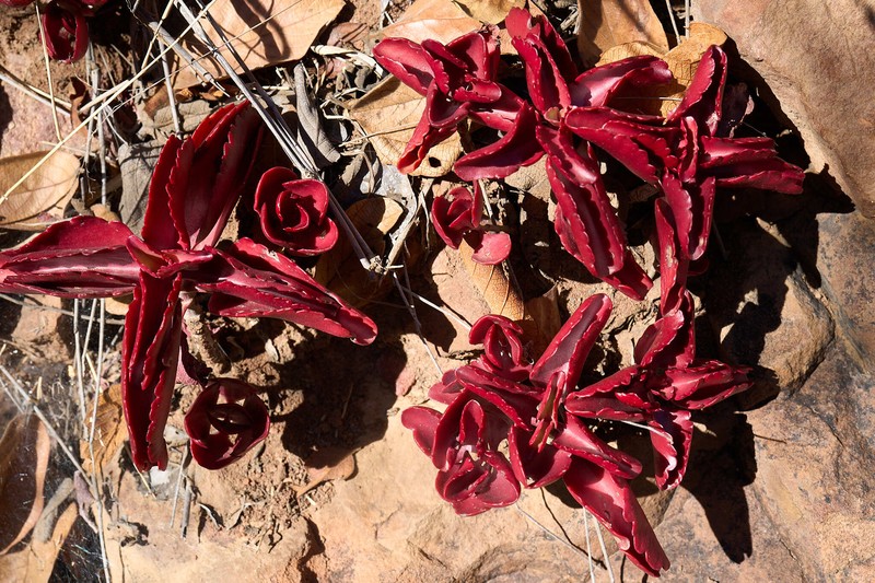 Kalanchoe sexangularis var. sexangularis