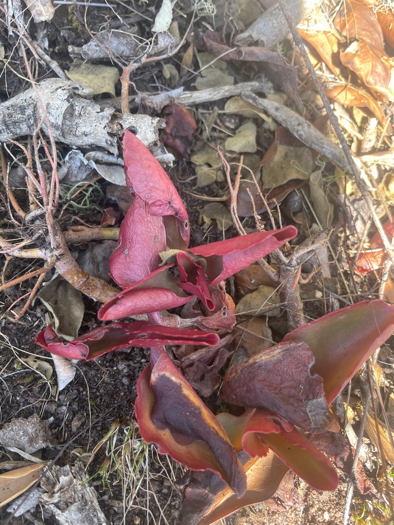 Kalanchoe sexangularis var. sexangularis photo 2