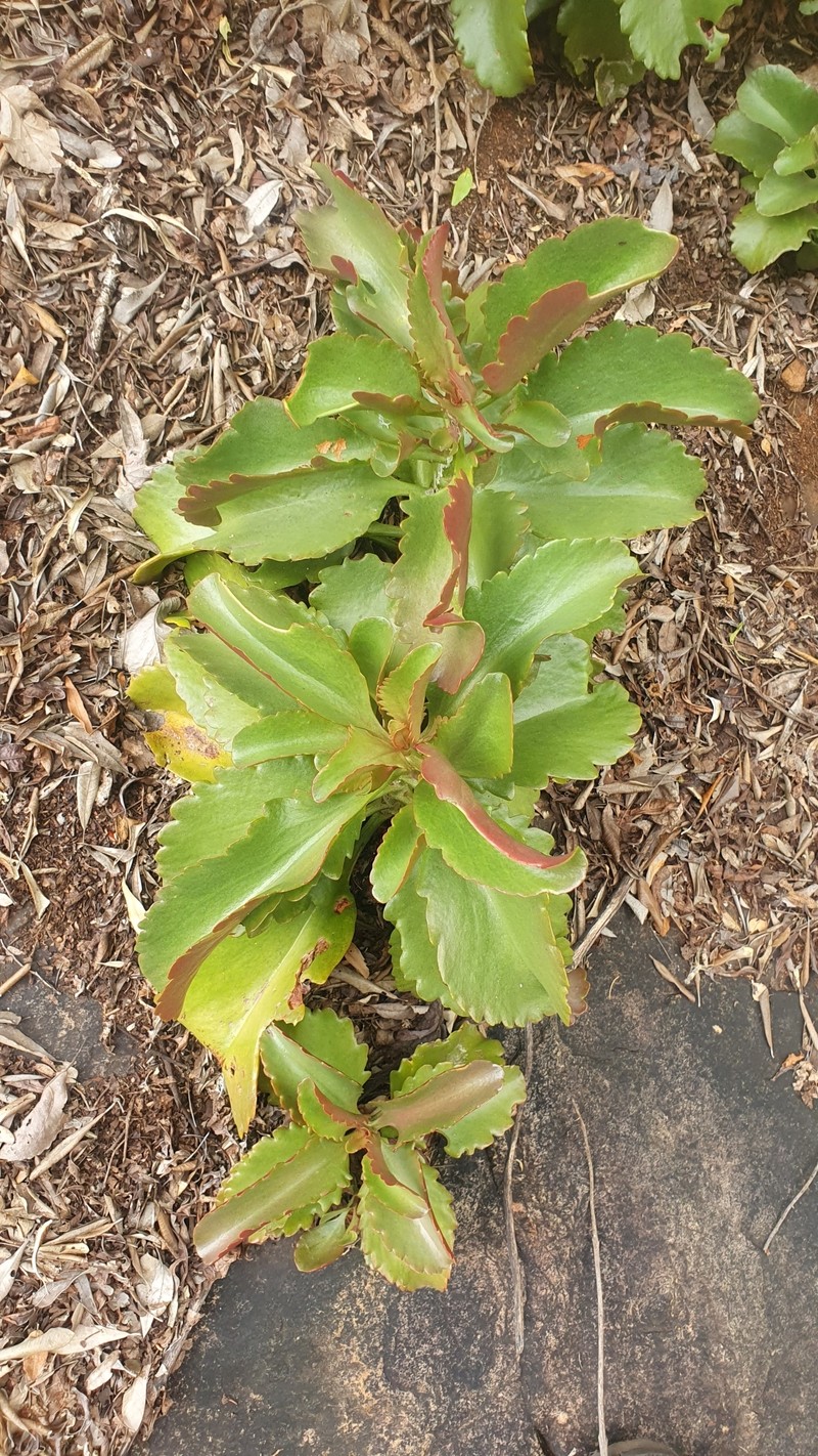 Kalanchoe sexangularis var. sexangularis photo 3