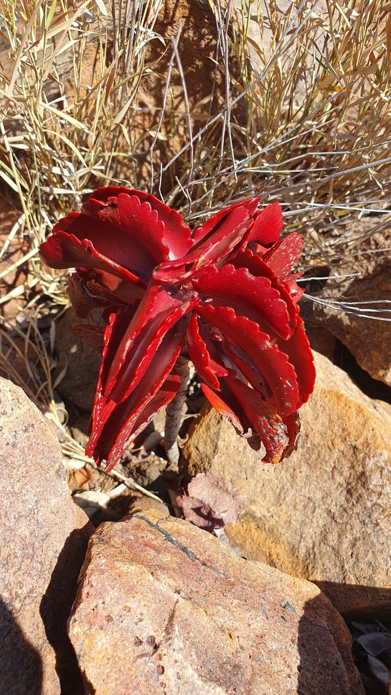 Kalanchoe sexangularis var. sexangularis photo 4