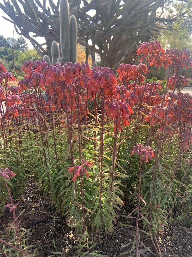 Kalanchoe variifolia photo 2