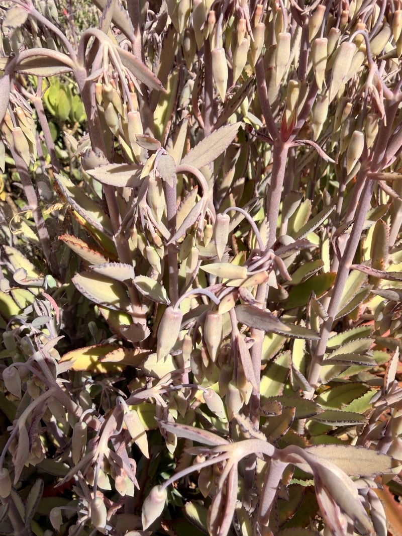 Kalanchoe variifolia photo 5