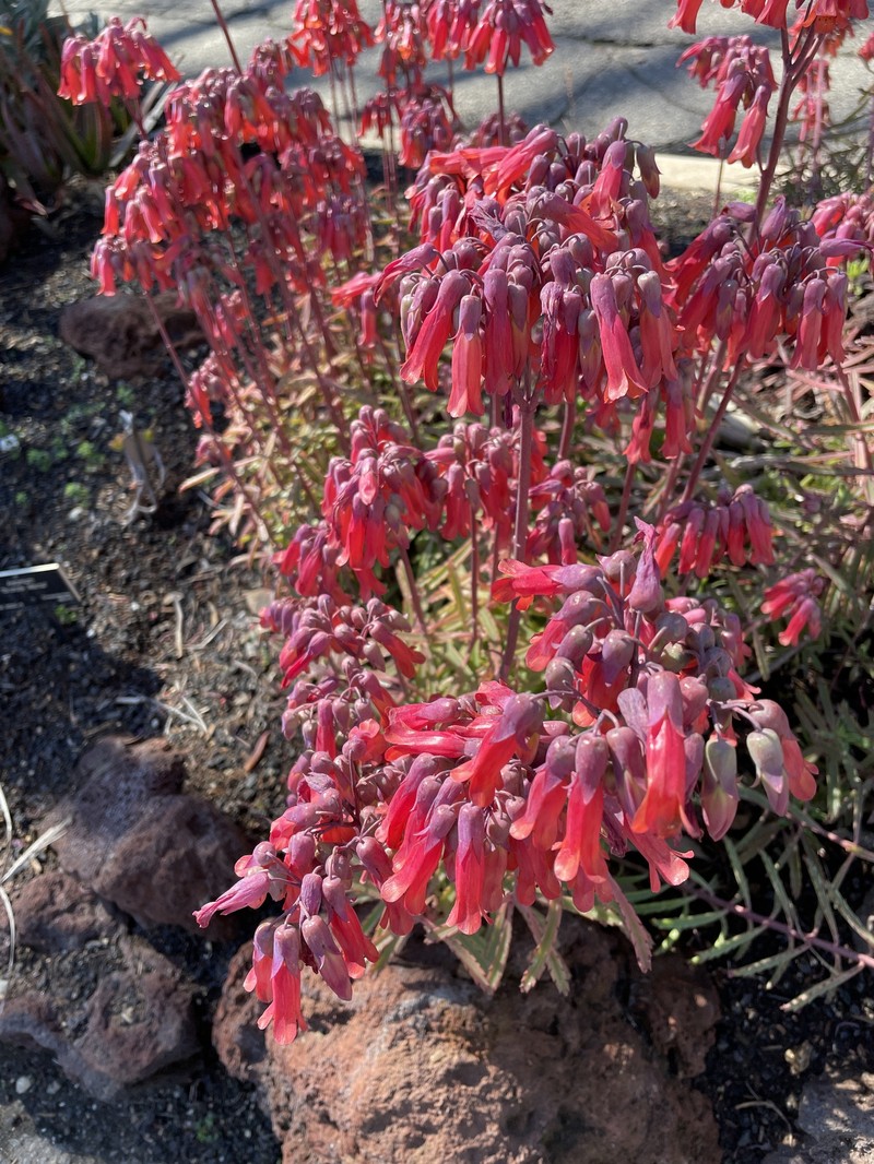 Kalanchoe variifolia photo 6
