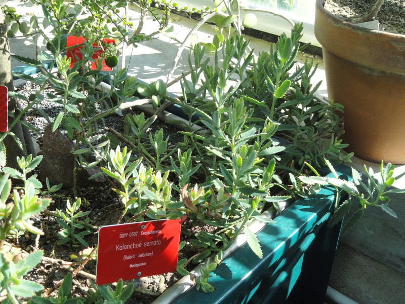 Kalanchoe variifolia