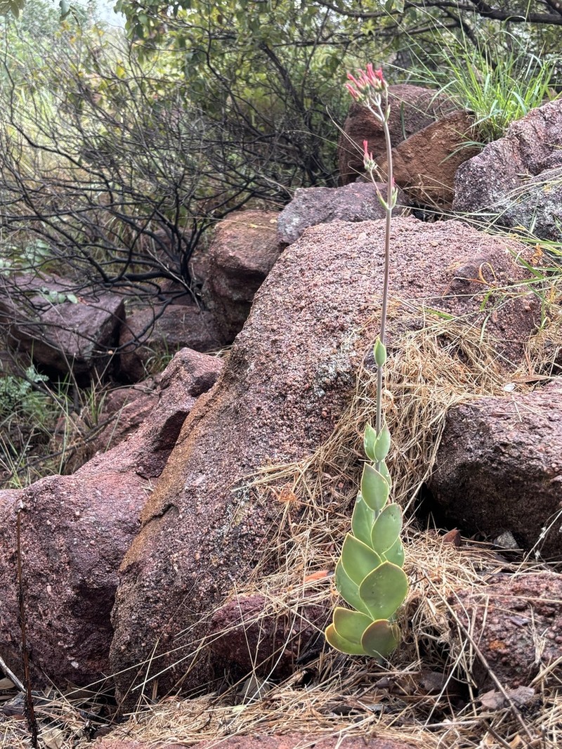 Kalanchoe waterbergensis