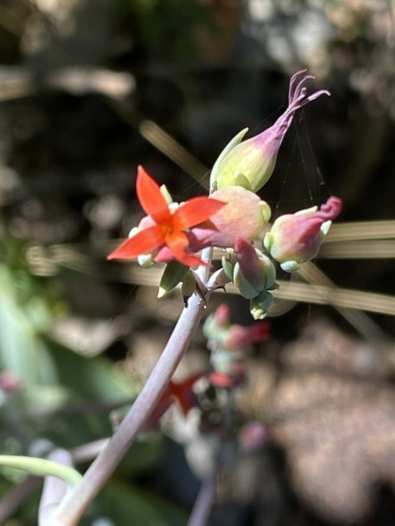 Kalanchoe waterbergensis photo 2