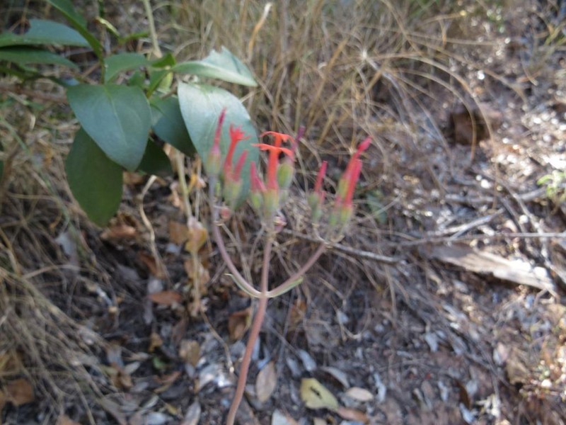 Kalanchoe waterbergensis photo 3