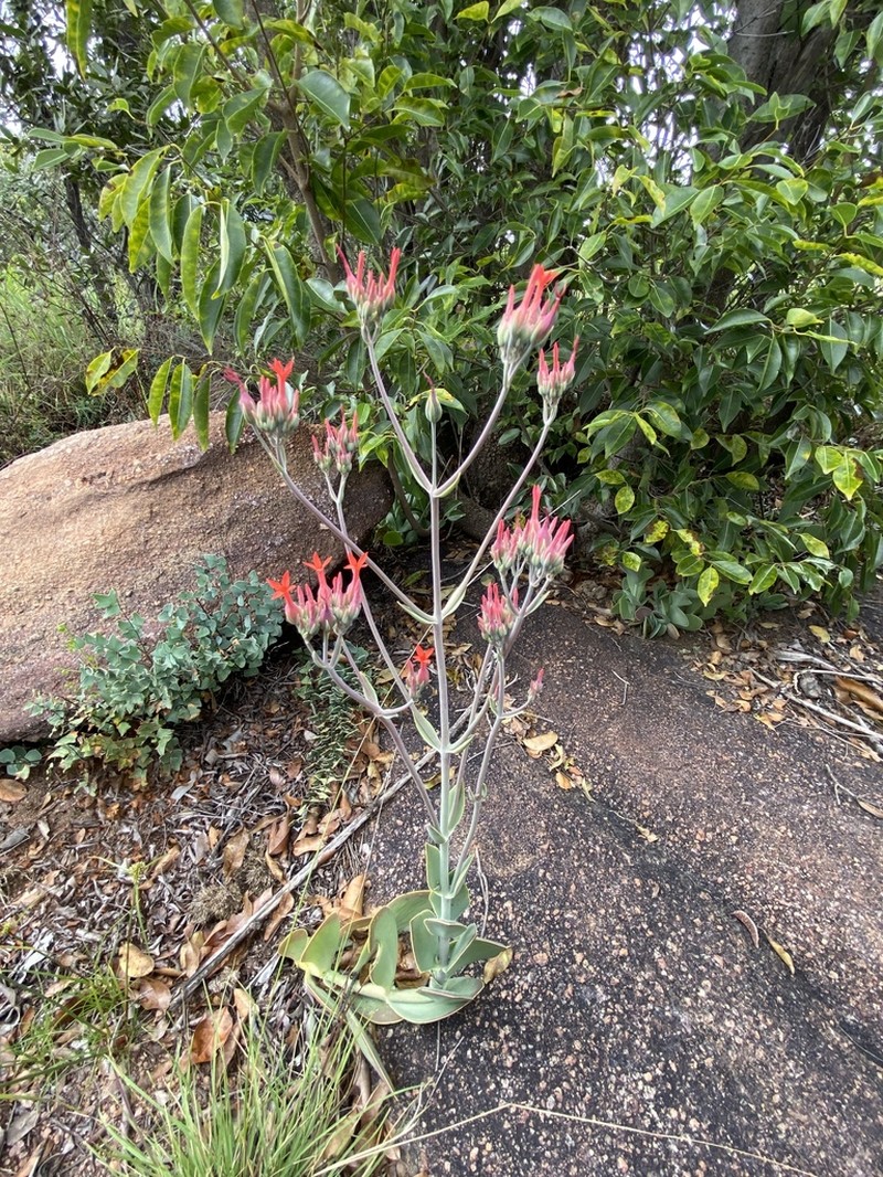 Kalanchoe waterbergensis photo 4