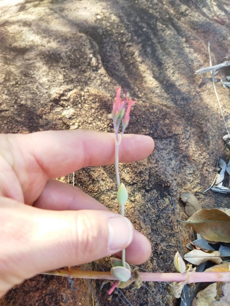 Kalanchoe waterbergensis photo 5