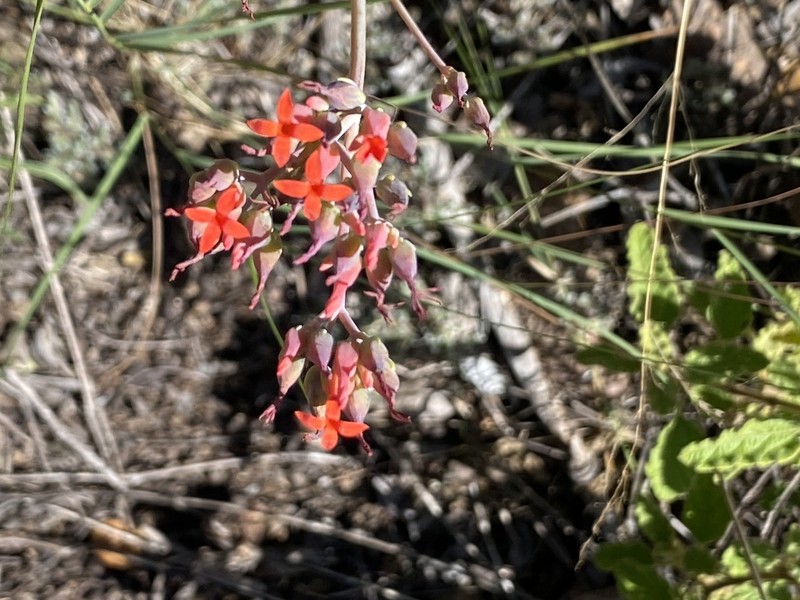 Kalanchoe waterbergensis photo 6