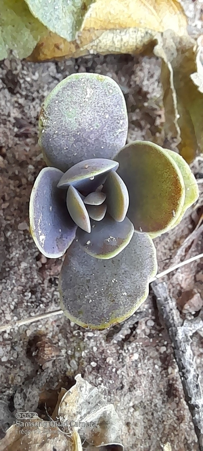 Kalanchoe waterbergensis photo 7