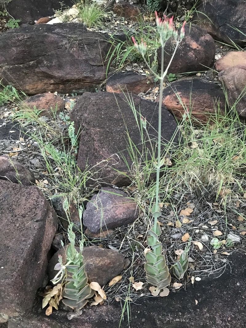 Kalanchoe waterbergensis photo 8