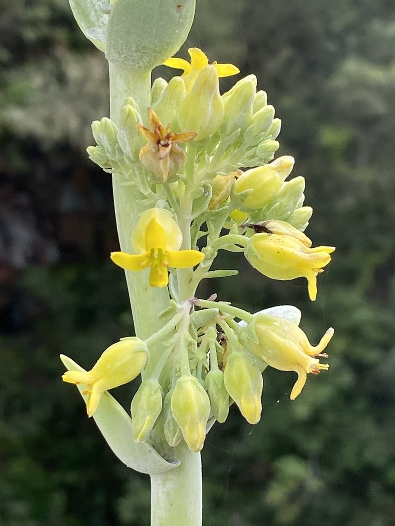 Kalanchoe winteri